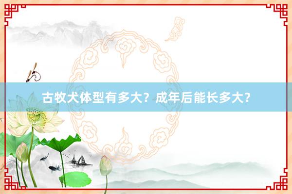 古牧犬体型有多大？成年后能长多大？
